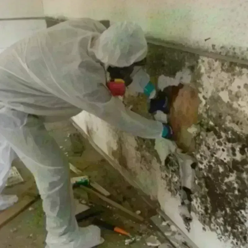 Mold Remediation and Removal in Yoe, PA